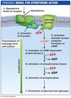 Model for epinephrine action and signal transduction