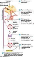 Thyroid hormone cascade pathway