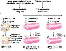 Different cellular responses to the same hormone