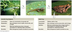 Amphibian metamorphosis: tadpole to adult frog