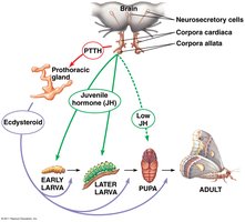 Insect metamorphosis hormone regulation