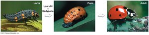 Insect metamorphosis: larva, pupa, adult