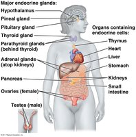 Major endocrine glands and organs