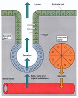 Diagram of endocrine vs exocrine glands
