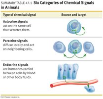 Summary table of autocrine, paracrine, and endocrine signals