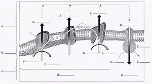 Mitochondrial electron transport chain diagram