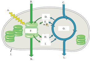 Chloroplast overview with light reactions and Calvin cycle