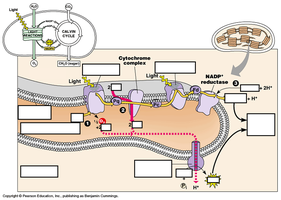Photosynthetic electron transport chain diagram (unlabeled)