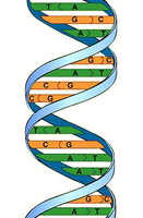 DNA double helix structure
