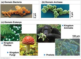 Images of Bacteria, Archaea, and Eukarya domains