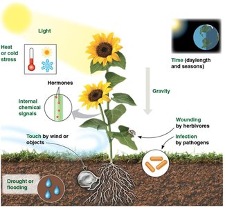 Diagram of environmental and internal factors affecting plant development