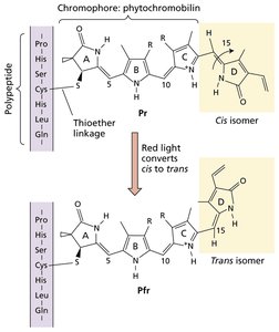 Chemical structure and conversion of phytochrome between Pr and Pfr forms