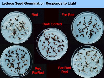 Lettuce seed germination response to different light conditions