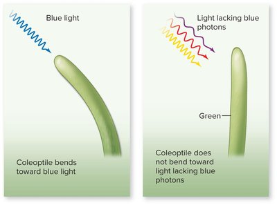 Coleoptile bending toward blue light