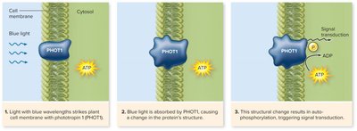 PHOT1 blue-light receptor signal transduction steps