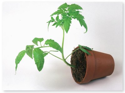 Tomato plant showing shoot gravitropism