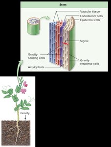 Diagram of gravity sensing and response in plant stems