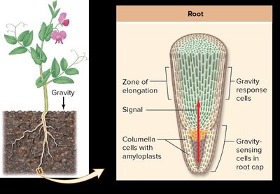 Diagram of gravity sensing and response in plant roots