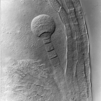 Microscopic image of early cell division in plant embryo