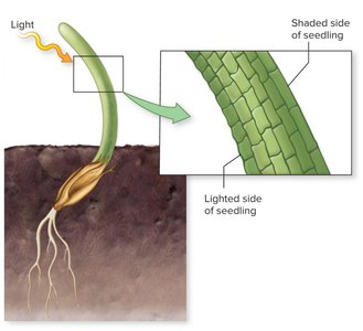 Auxin-induced cell elongation in seedling