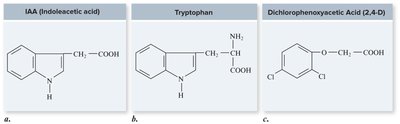 Chemical structures of IAA, tryptophan, and 2,4-D