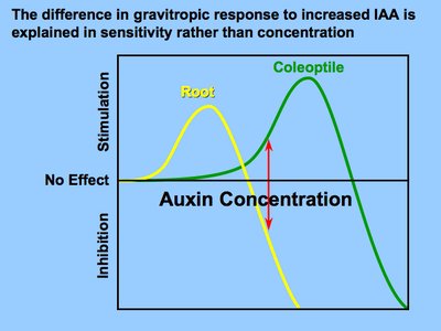 Graph showing auxin concentration and gravitropic response in roots and coleoptiles