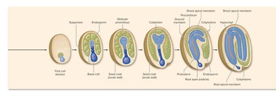 Diagram of stages in early plant embryo development