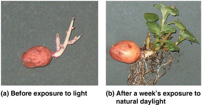 Potato before and after exposure to light showing deetiolation