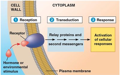 Model of signal transduction pathway in plant cells