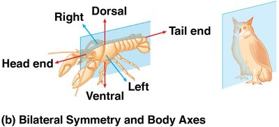 Bilateral symmetry and body axes
