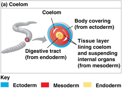 Coelom structure