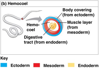 Hemocoel structure