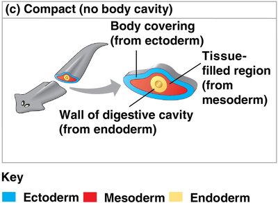 Acoelomate structure (no body cavity)