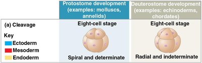 Cleavage patterns in protostomes and deuterostomes