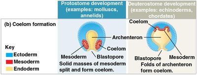 Coelom formation in protostomes and deuterostomes