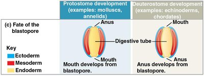 Fate of the blastopore in protostomes and deuterostomes