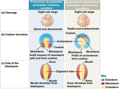 Summary table: protostome vs deuterostome development