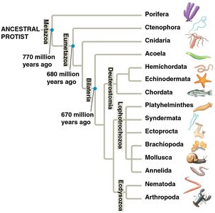 Animal phylogeny tree