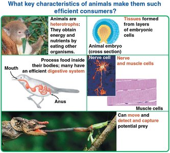 Key characteristics of animals as efficient consumers