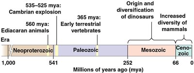 Timeline of animal evolution