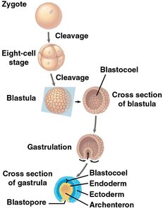 Animal development: cleavage, blastula, gastrulation