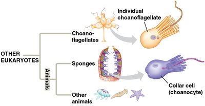 Choanoflagellates and animal ancestry