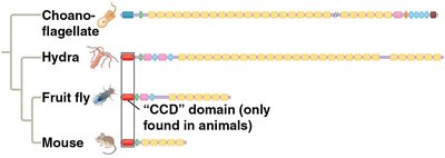 Gene domain comparison among choanoflagellates and animals