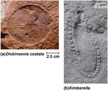 Ediacaran fossils Dickinsonia and Kimberella