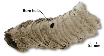 Cloudina fossil with bore hole as evidence of predation