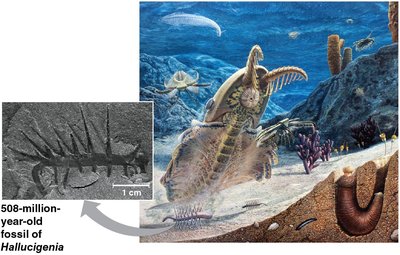 Cambrian explosion fossil Hallucigenia