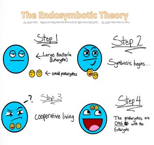 Diagram of the endosymbiotic theory