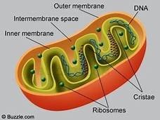Diagram of a mitochondrion