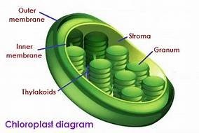 Diagram of a chloroplast