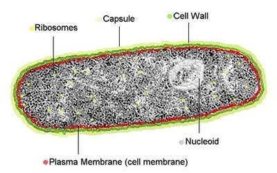 Labeled diagram of a prokaryotic cell
